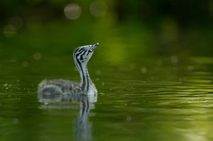 Die Lust auf(s) Fliegen