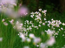 Wiese im Abendlicht