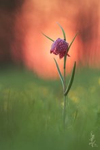 Schachblume im Abendlicht