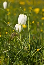 weisse Schachbrettblume