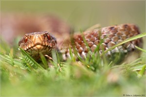 Nordiberische Kreuzotter