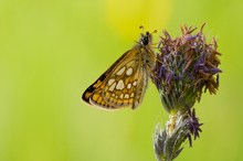 Gelbwürfeliger Dickkopffalter - Carterocephals palaemon