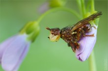 Breitstirnblasenkopffliege (Sicus ferrugineus)