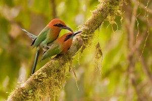 Plattschnabel-Motmot / broad billed motmot