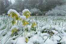 Winter grüßt Frühling