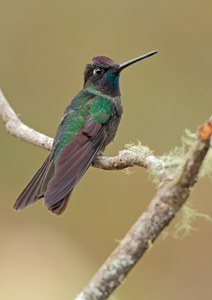 Violettkron-Brilliantkolibri (Eugenes fulgens)