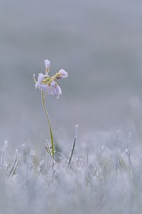 Frostiger Frühling
