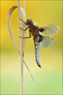 ~ Plattbauch-Libelle ~