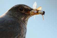 Amsel