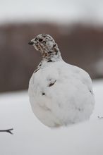 Moorschneehuhn im Schnee