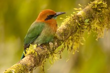 Plattschnabelmotmot II