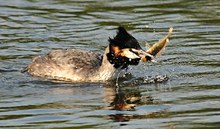 Haubentaucher beim Abendbrot