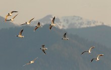 Lachmöwe (Larus ridibundus)