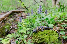 Feuersalamander die zweite