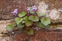 Zimbelkraut (Cymbalaria muralis)