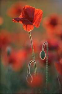 ~ Mohn-Impression ~