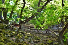 Knorreichensieg im Naturpark Kellerwald-Edersee