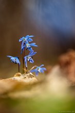 "Frühjahr, Sommer, Herbst, Winter... und wieder Frühjahr"