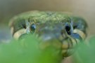 Natrix natrix (Nominatform)