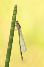 Speer-Azurjungfer (Coenagrion hastulatum)