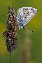 Hauhechelbläuling - Polyommatus icarus