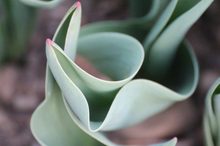 ~ Tulpe OHNE Blüte ~