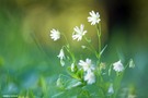 Feines Wildblümchen