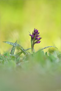 Dactylorhiza majalis