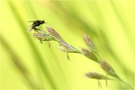 Bombylius ater