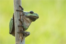 Laubfrosch-2.Begegnung