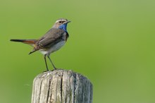 Blaukehlchen auf Pfahl