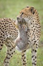 Gepard + Beute