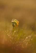 Ein Schlüsselblümchen...