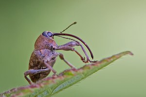 Rüsselkäfer