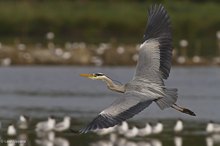 Graureiher im Flug