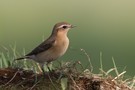 Steinschmätzerweibchen (Oenanthe oenanthe)