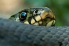 Natrix natrix