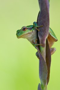 Hyla arborea