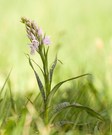 Dactylorhiza maculata