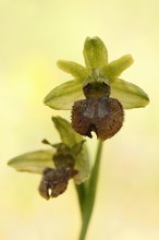 Spinnen-Ragwurz (Ophrys sphegodes)