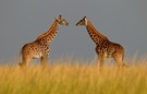 Giraffen