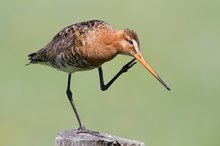 Uferschnepfe (Limosa limosa)