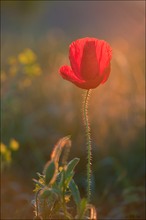 Mohn-Tag