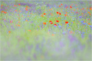 Was Claude Monet konnte, konnte die Natur schon viel länger
