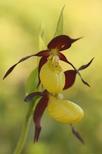 Cypripedium calceolus