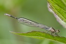 junges Männchen der Hufeisen-Azurjungfer (Coenagrion puella)