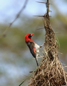 Red Headed Weaver II