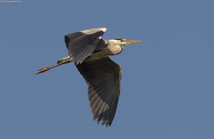 Graureiher im Vorbeiflug