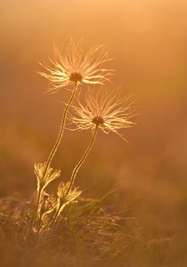 Golden Light