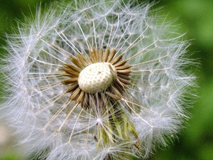 Pusteblume